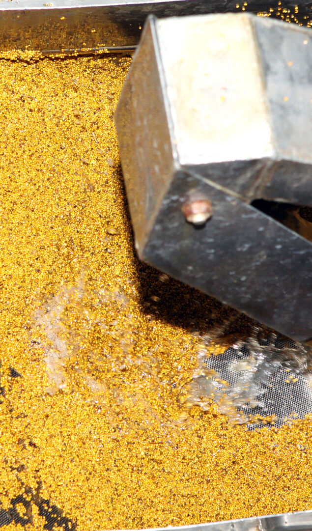 Mustard Powder Factory Making mustard mass from mustard seeds. Innovative equipment for the industrial production of mustard.